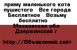 приму маленького кота пушистого - Все города Бесплатное » Возьму бесплатно   . Московская обл.,Дзержинский г.